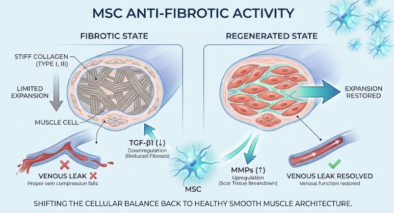 MSC anti fibrotic activity