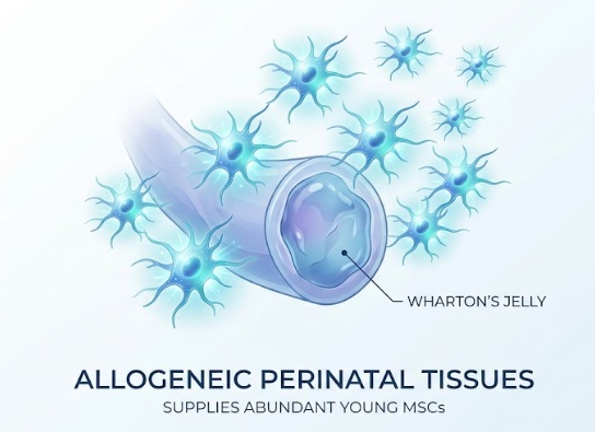 allogeneic perinatal tissues