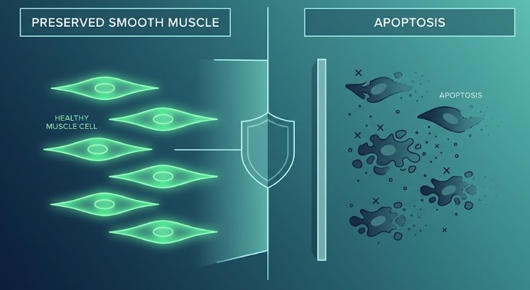 halting apoptosis