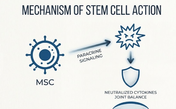 mechanism of stem cell action