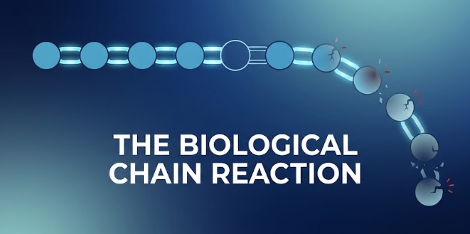 the biological chain reaction